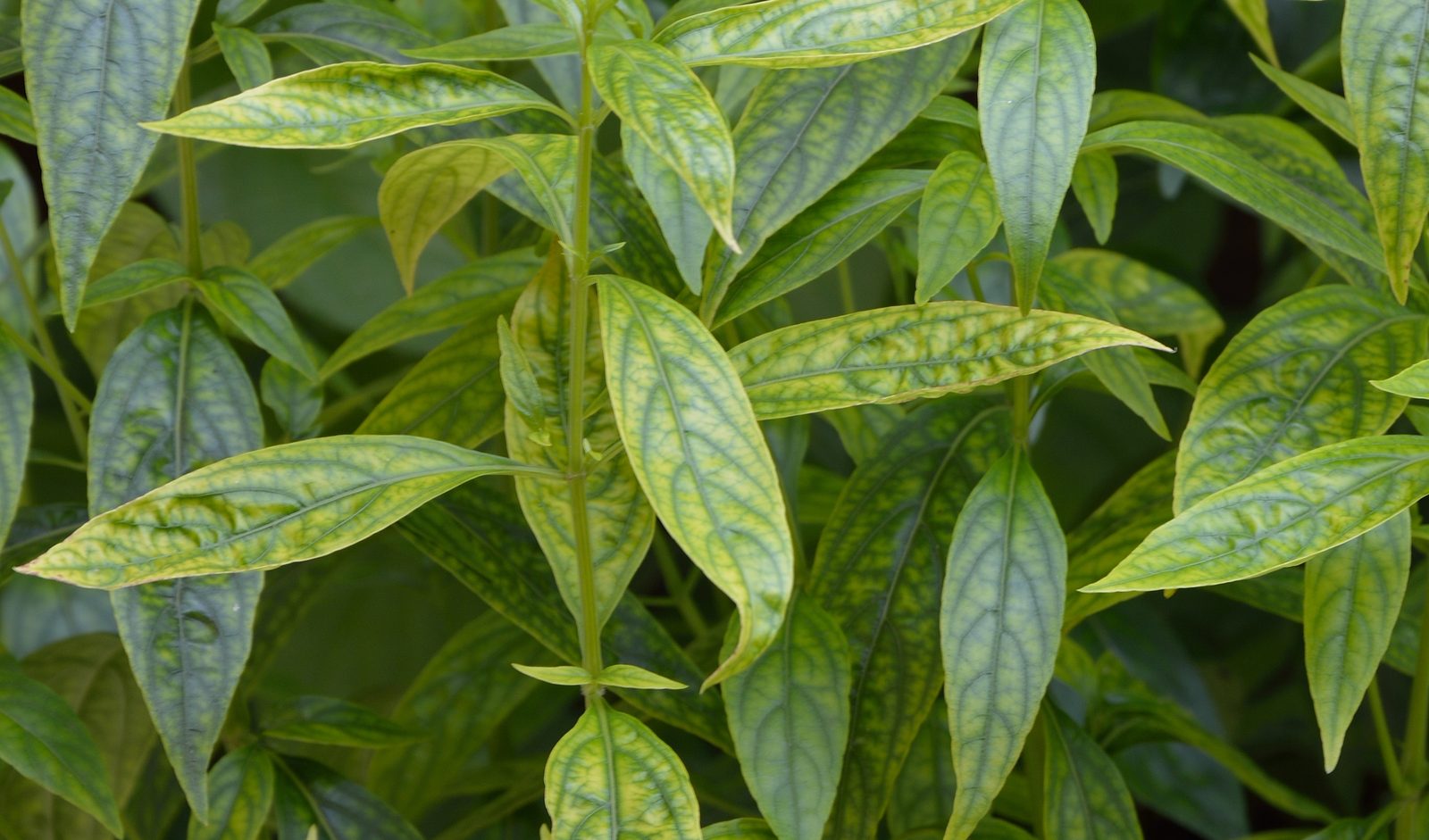 Glossy, pointed green leaves of the Andrographis paniculata plant, with their pale veining, growing densely in sunlight