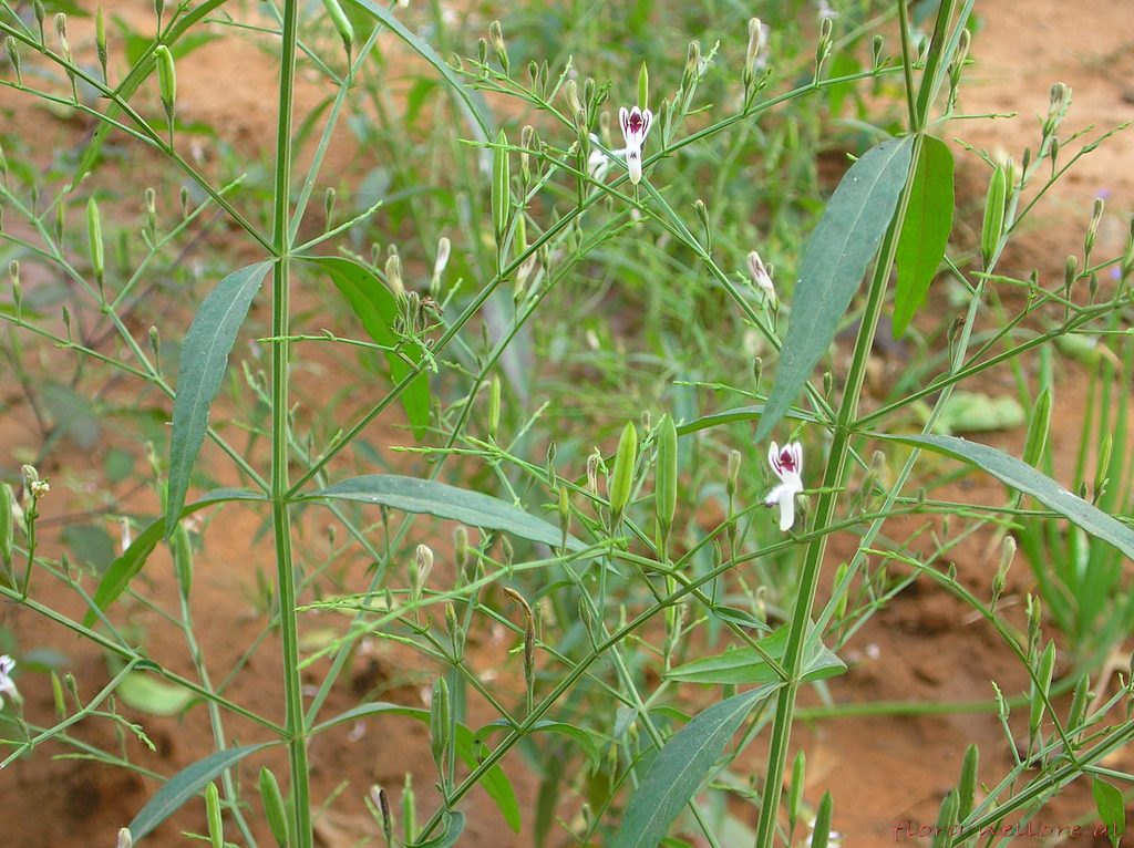The Andrographis paniculata plant, with its narrow leaves and small white flowers with a pink blotch