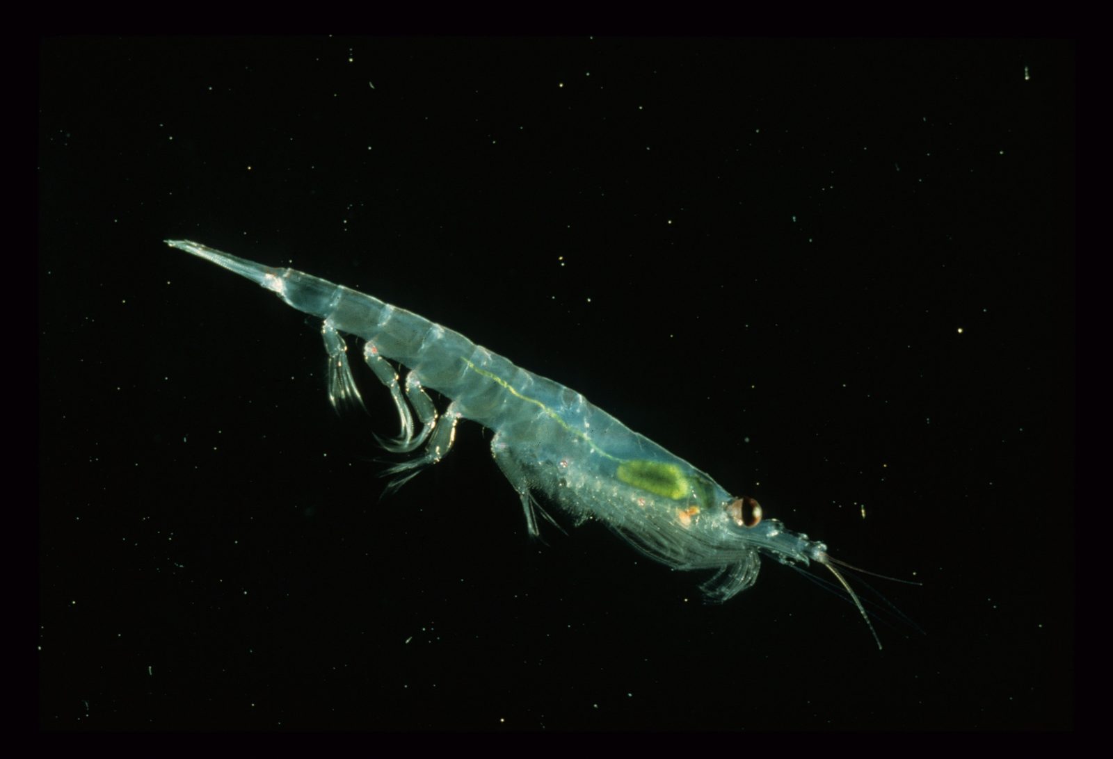 A close view of Antarctic krill, Euphausia superba, the small shrimp like crustacean at the center of this story
