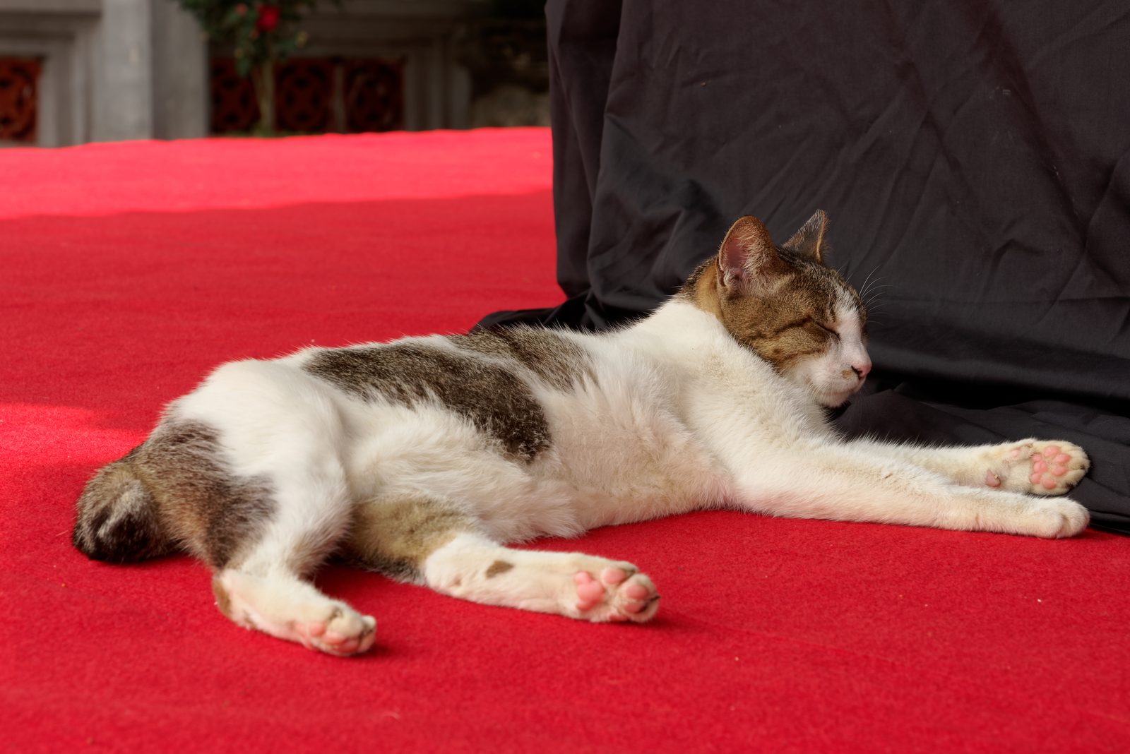 A cat stretched out fast asleep, completely relaxed
