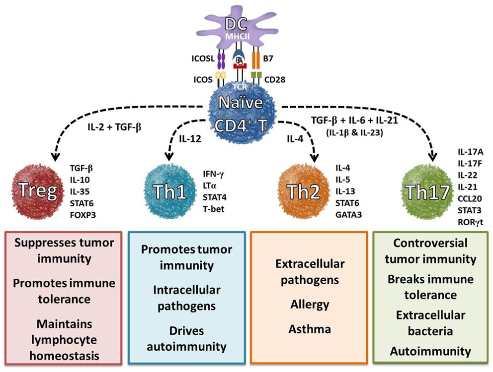 A published scientific diagram showing naive CD4 positive T cells differentiating into different helper T cell subsets depending on surrounding cytokines