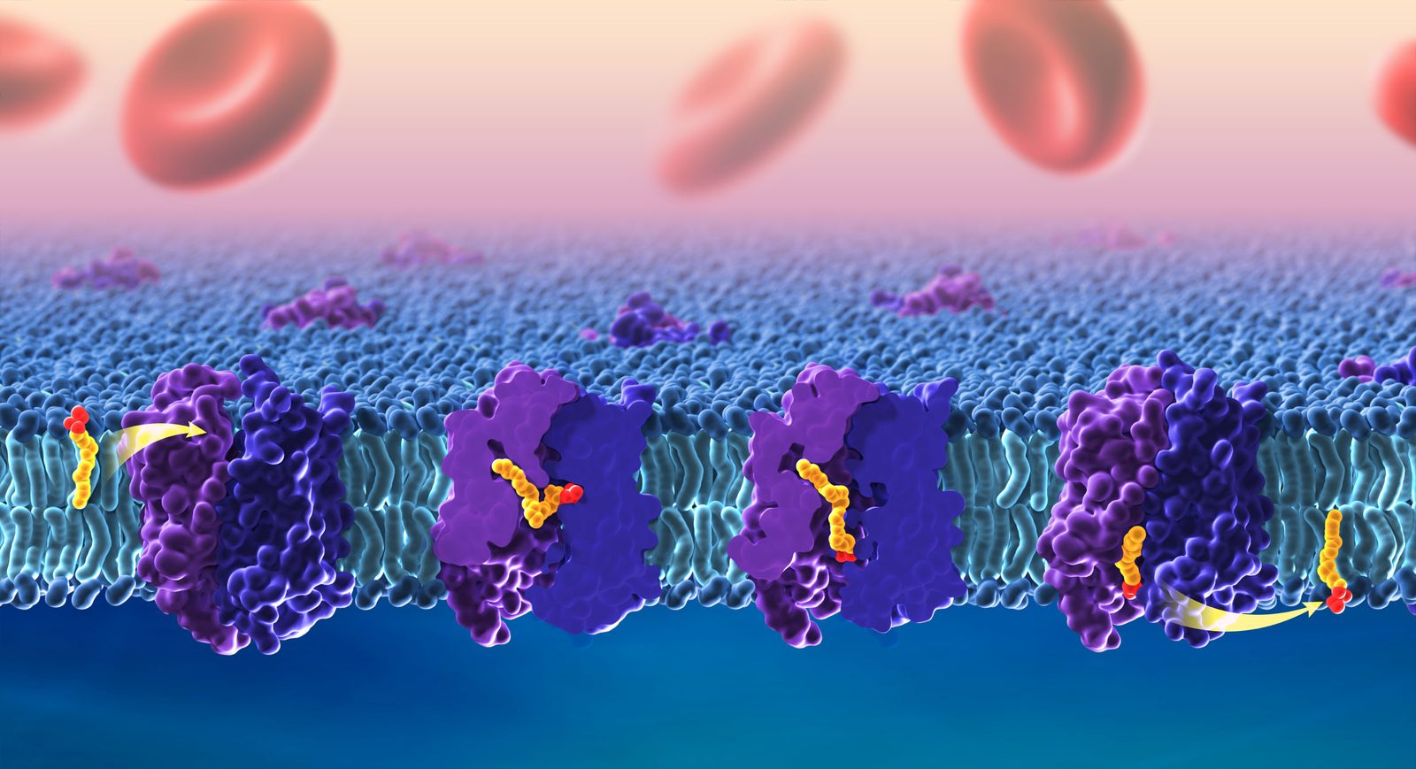 Illustration of DHA molecules crossing a cell membrane at the blood brain barrier