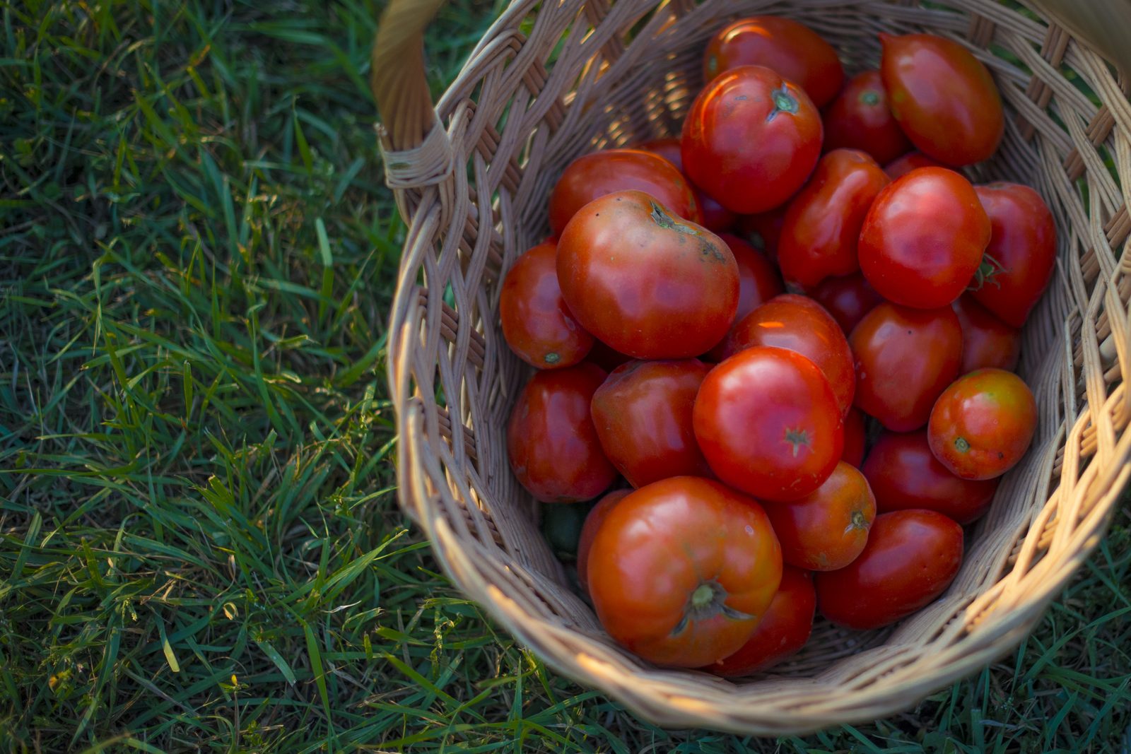 Overhead view of a wicker basket full of freshly harvested tomatoes sitting on grass in warm evening light