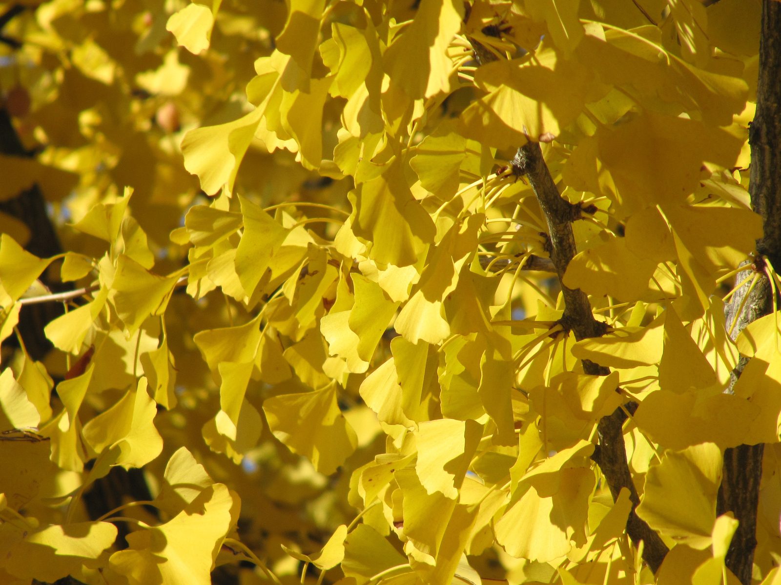 A dense cluster of bright yellow ginkgo leaves in autumn color on the tree