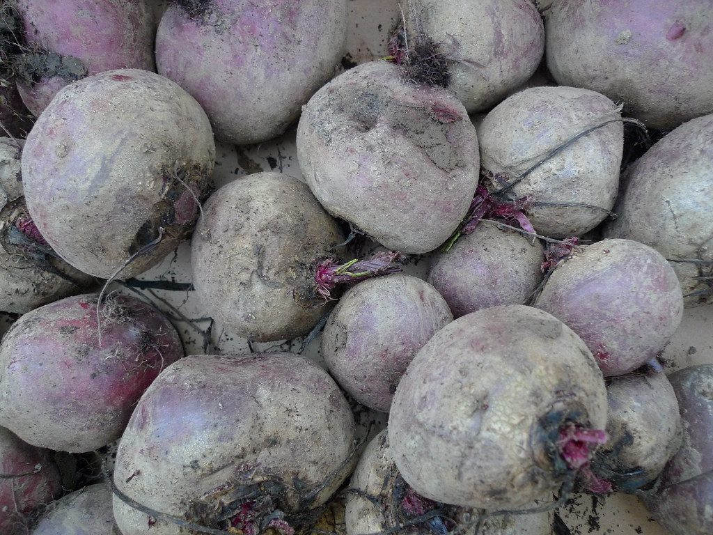 A pile of freshly harvested beetroot, still covered in soil, roots and stems attached
