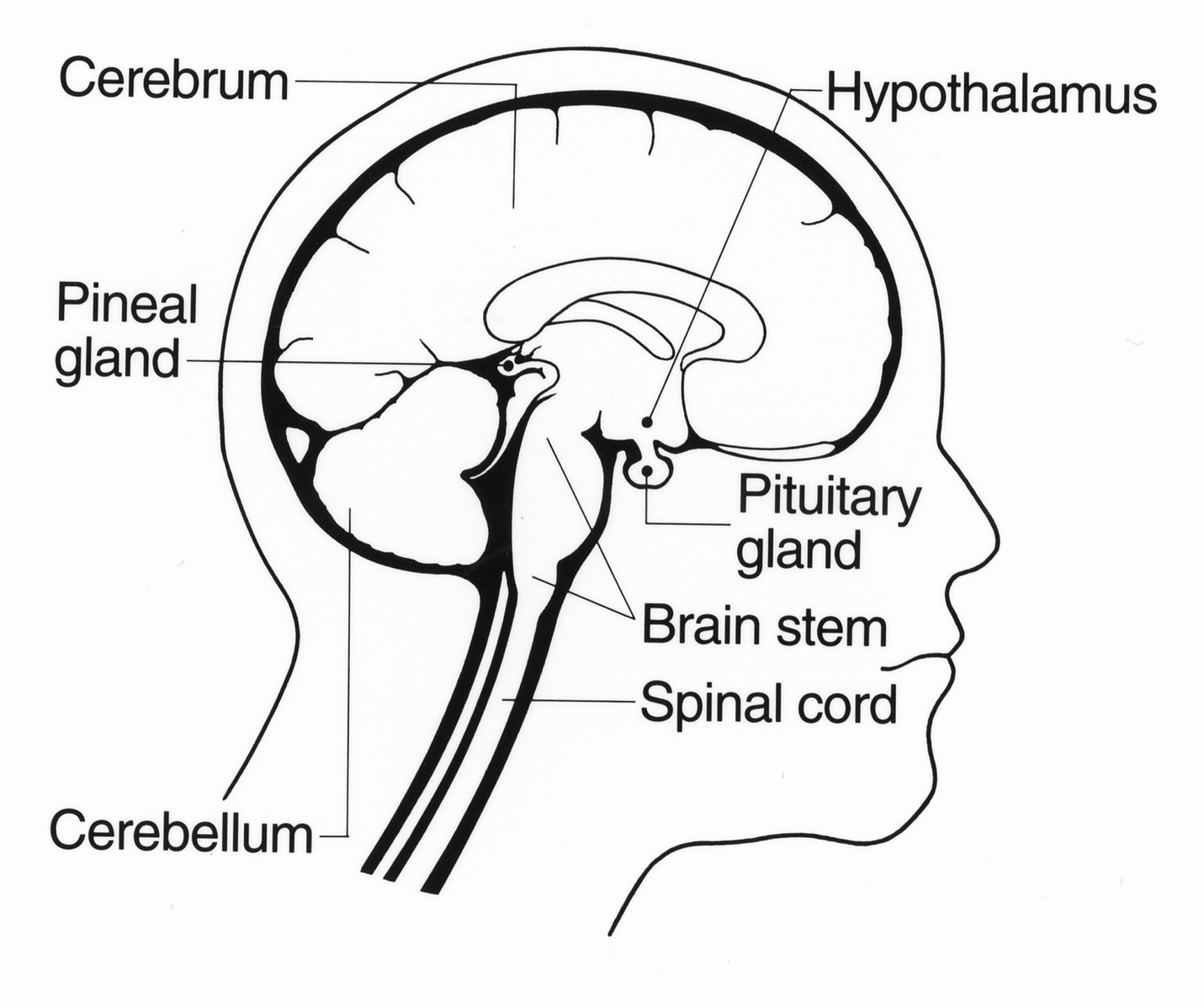 Anatomical diagram of the brain in cross section, labeling the hypothalamus and brain stem