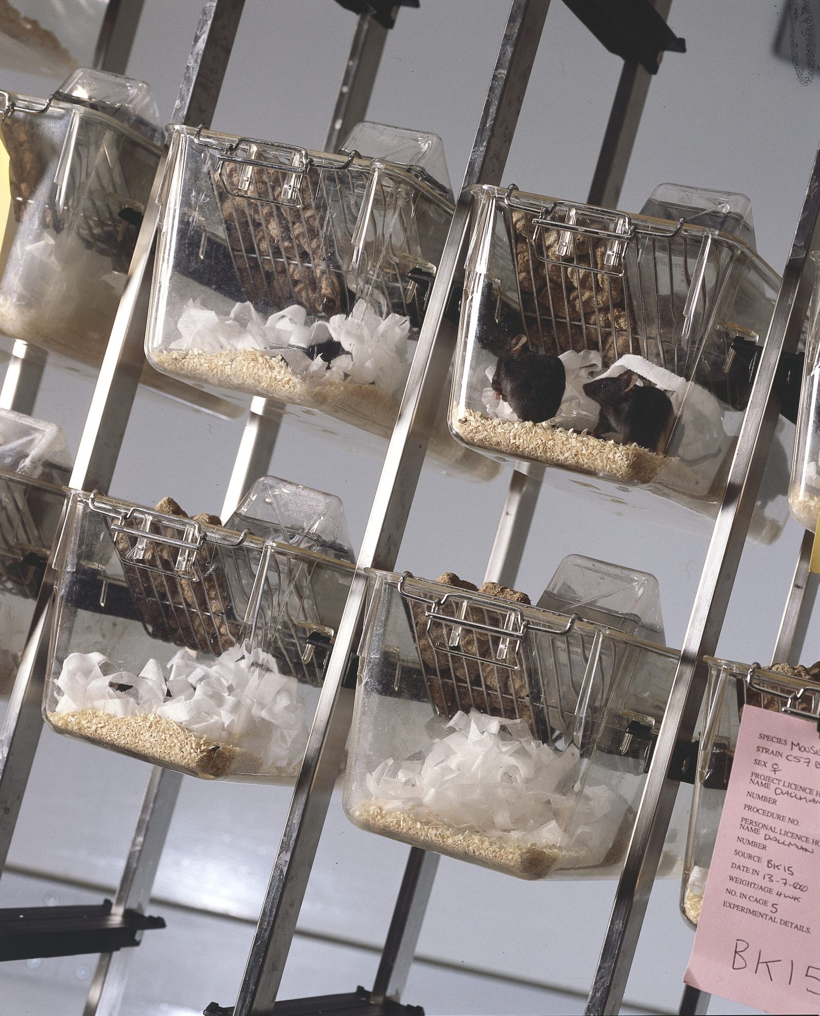 Rows of laboratory mouse cages on a rack, each with bedding and a card