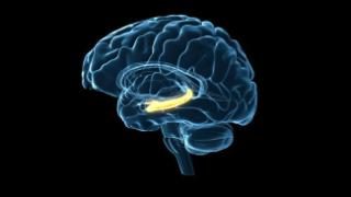 Illustration of brain immune cells with branching processes