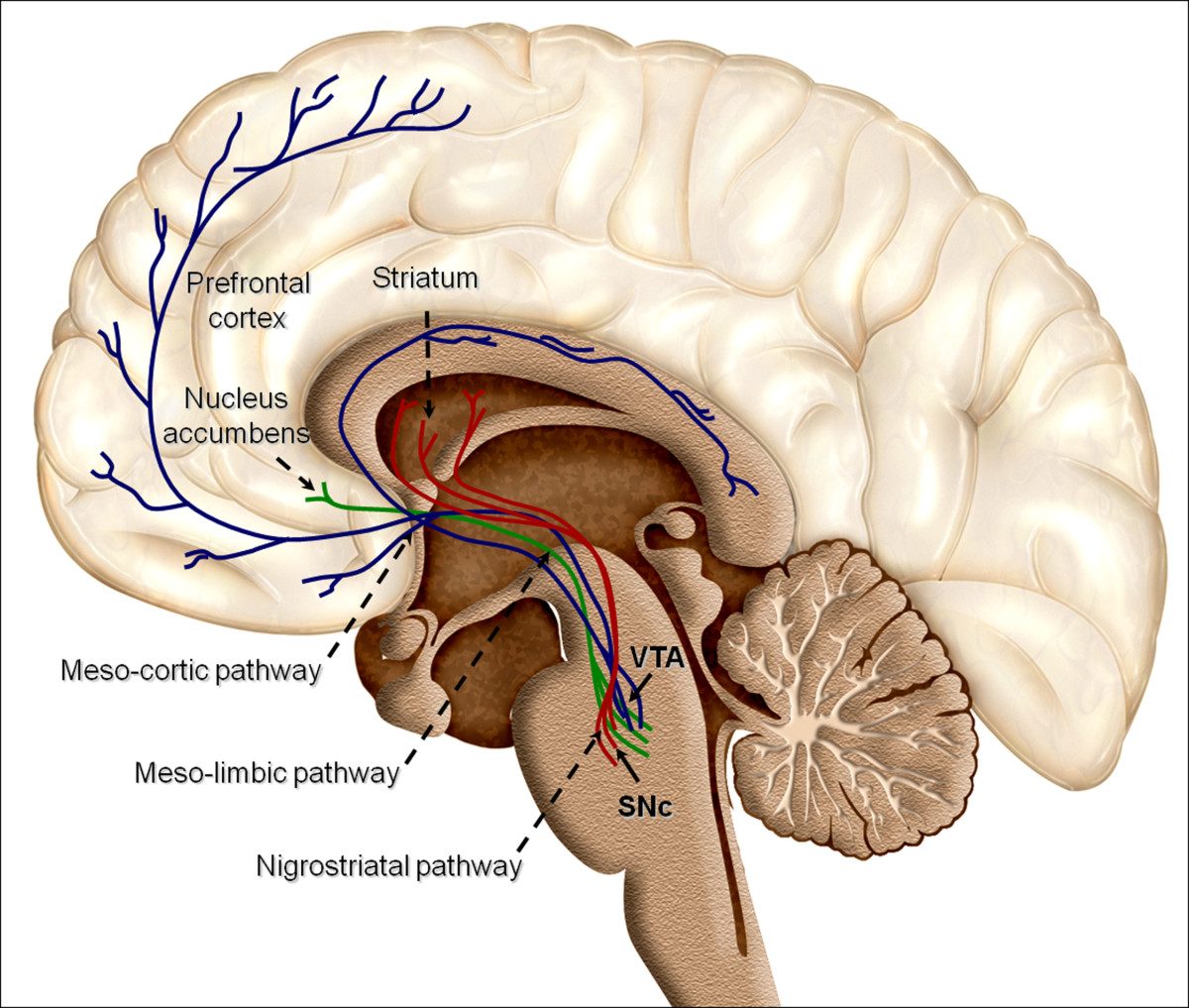 A labeled anatomical diagram of the human brain showing dopaminergic reward pathway structures including the substantia nigra, ventral tegmental area, striatum and prefrontal cortex