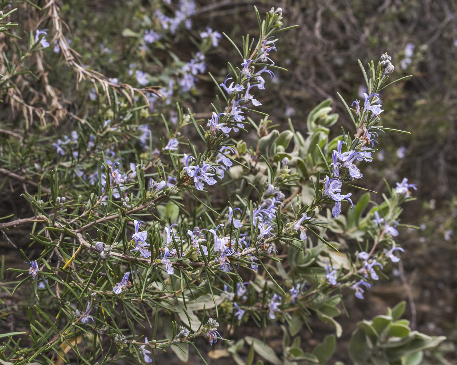 A rosemary shrub in flower, its narrow green leaves crowded with small pale blue and violet blossoms against dark ground