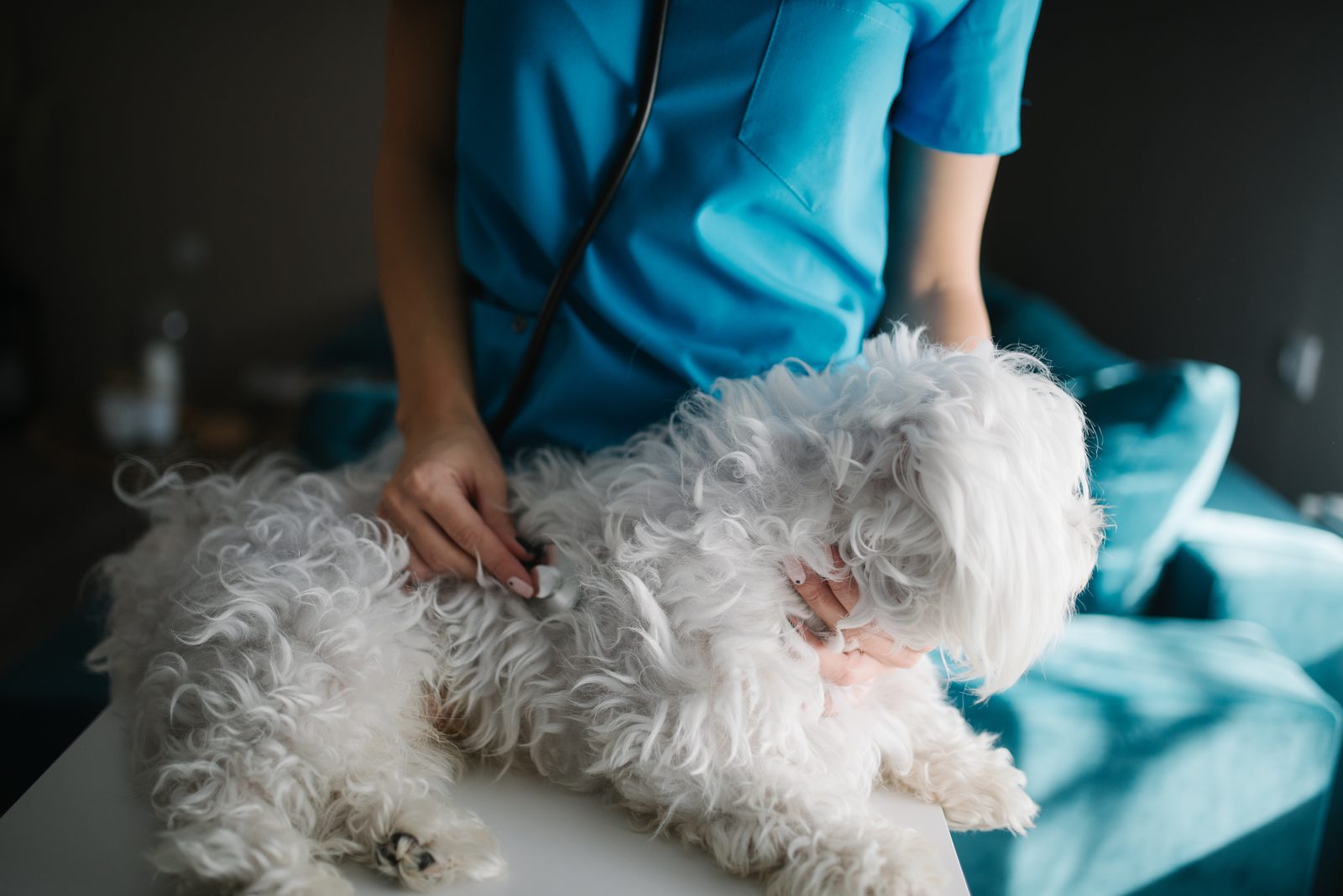 A veterinarian in blue scrubs uses a stethoscope to examine a small white dog lying on an exam table