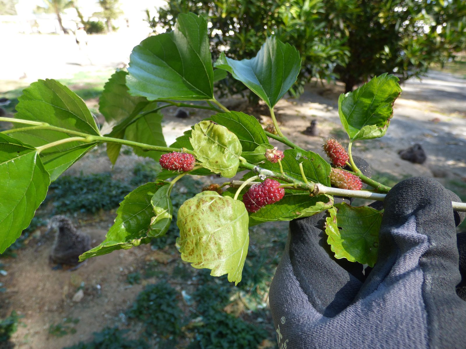 A gloved hand holds a branch of white mulberry with green serrated leaves and clusters of red and white fruit