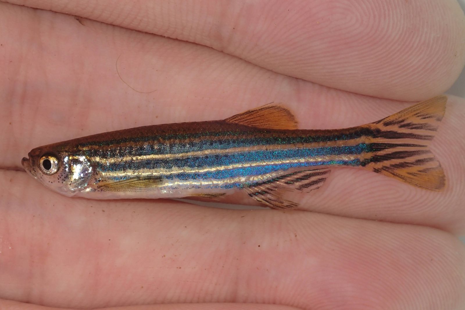 A striped zebrafish lying across an open human palm